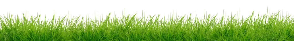 An image of grass